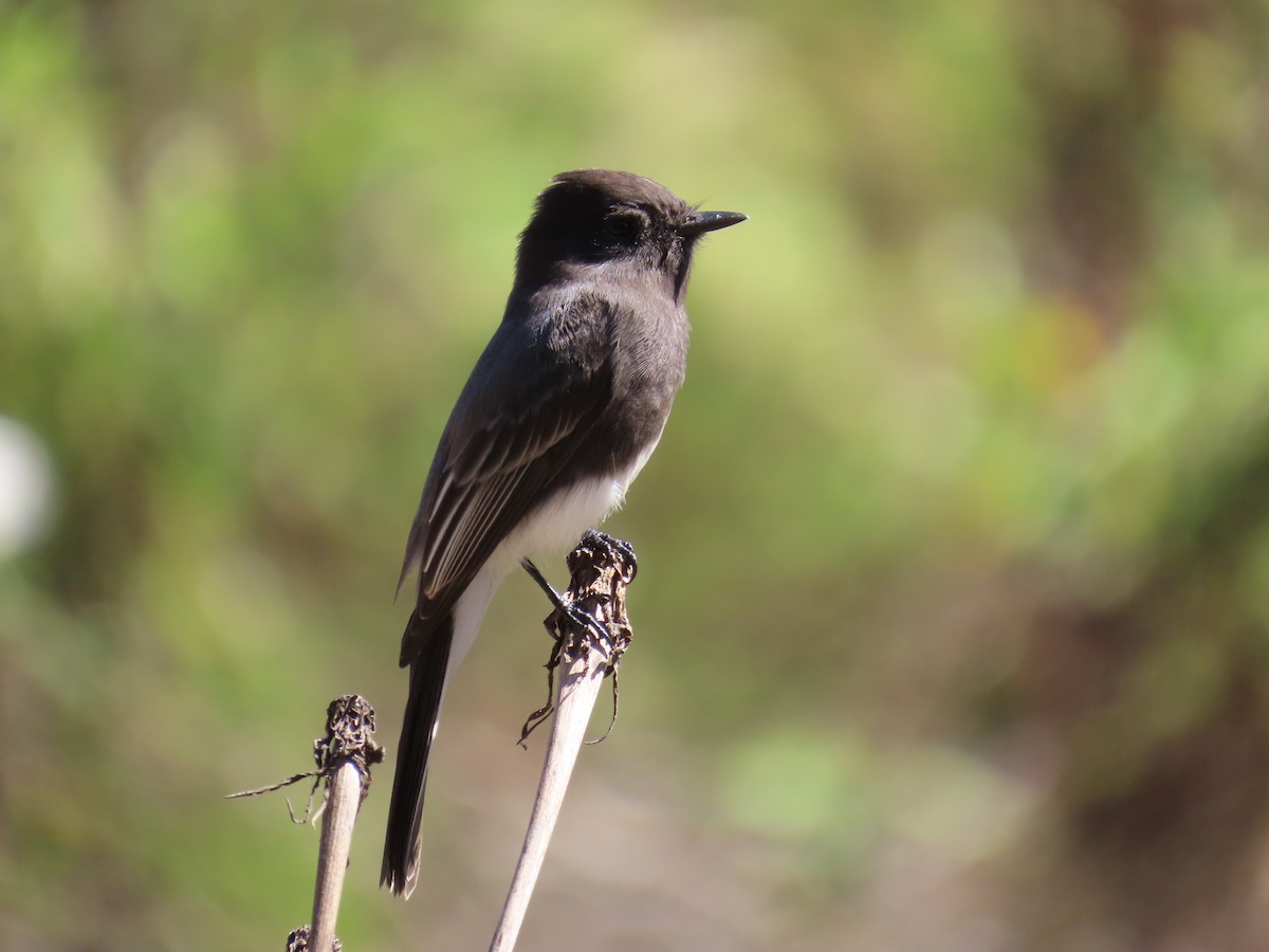 Black Phoebe - ML643436566