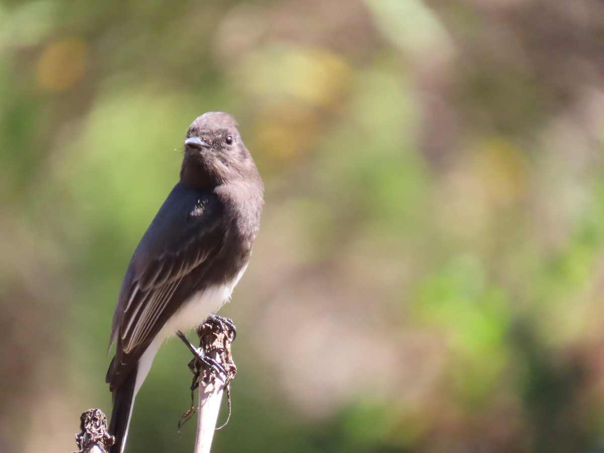 Black Phoebe - ML643436575