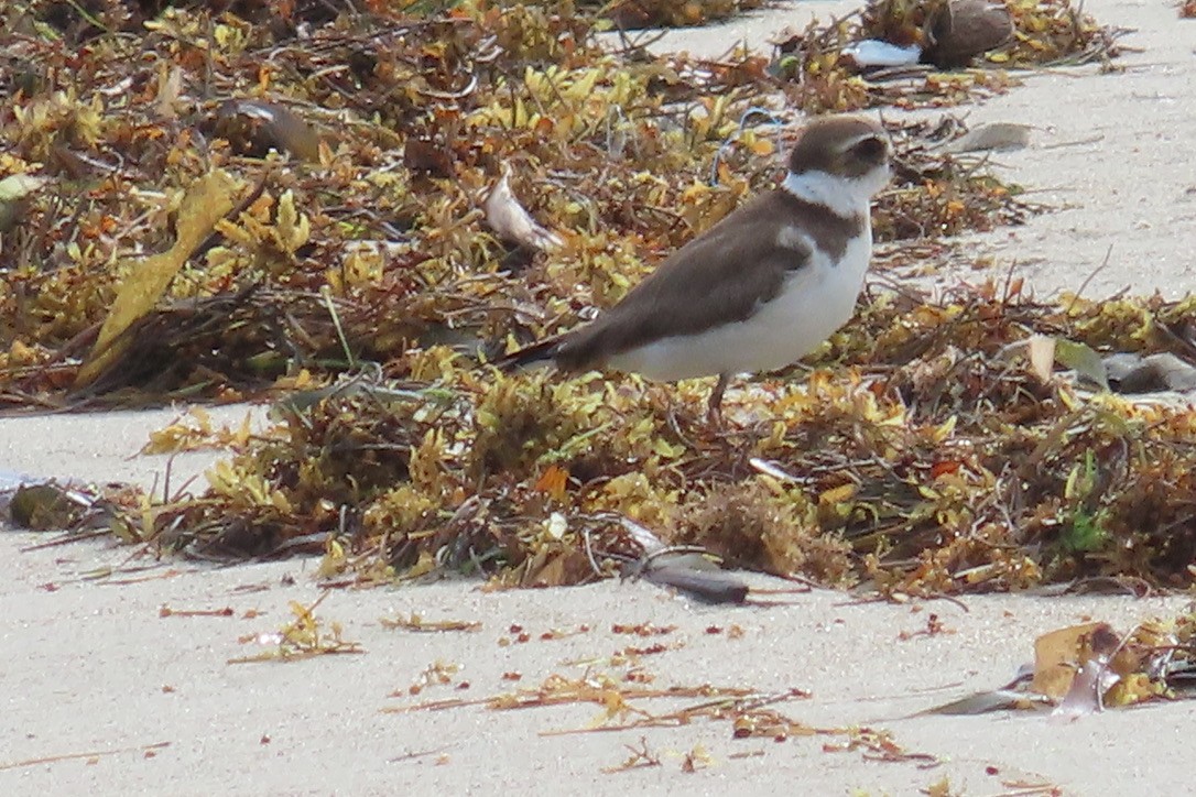 Semipalmated Plover - ML643436576