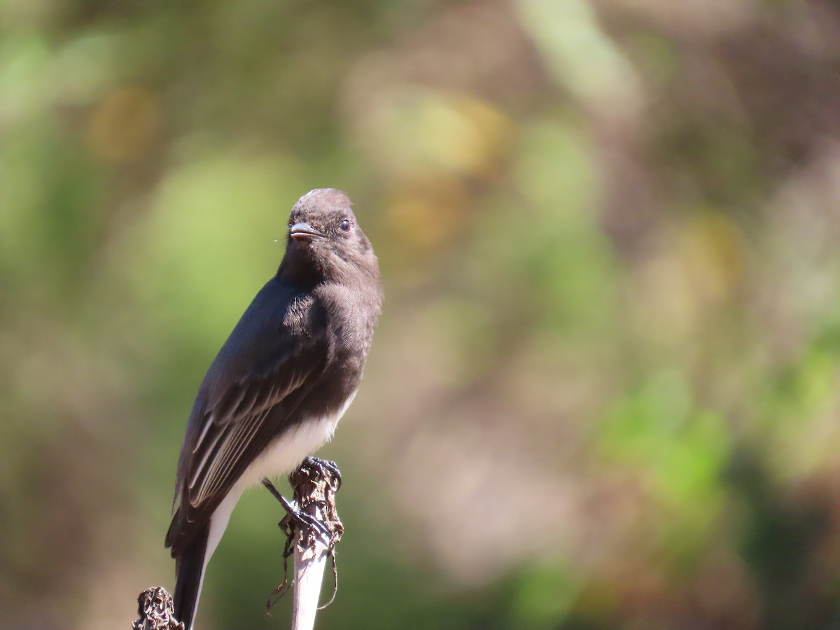 Black Phoebe - ML643436589