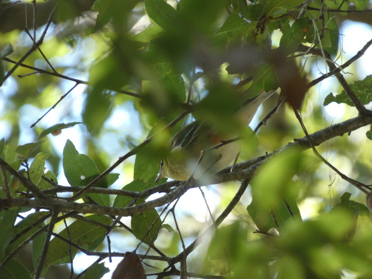 Bay-breasted Warbler - ML643436592