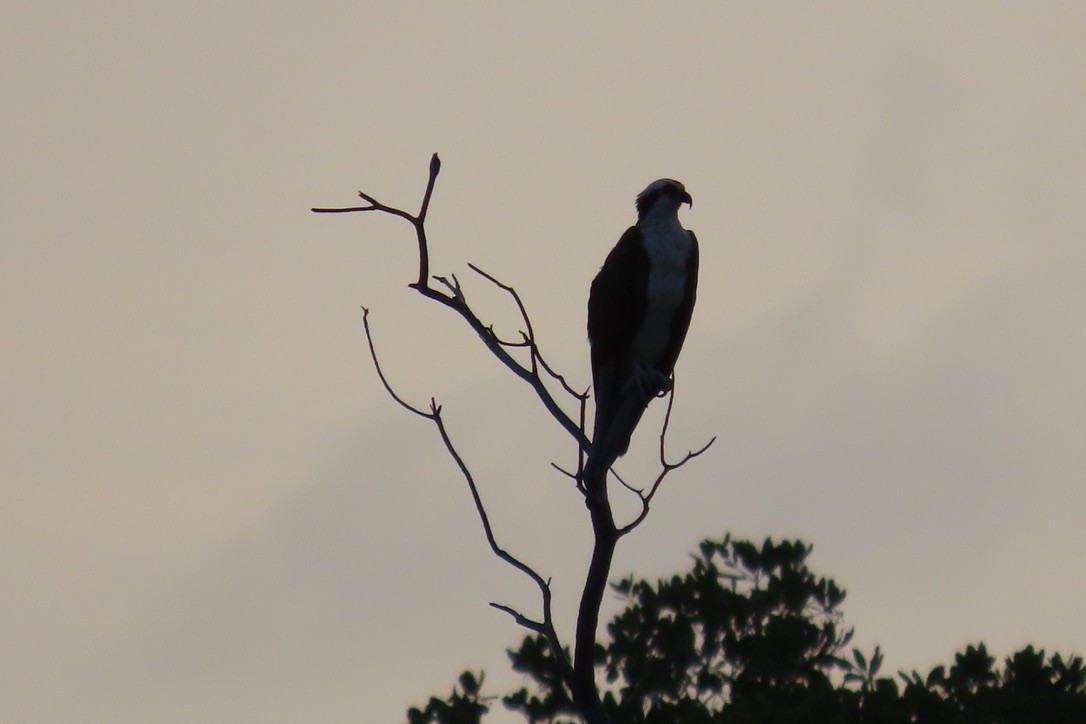 Osprey - ML643436595