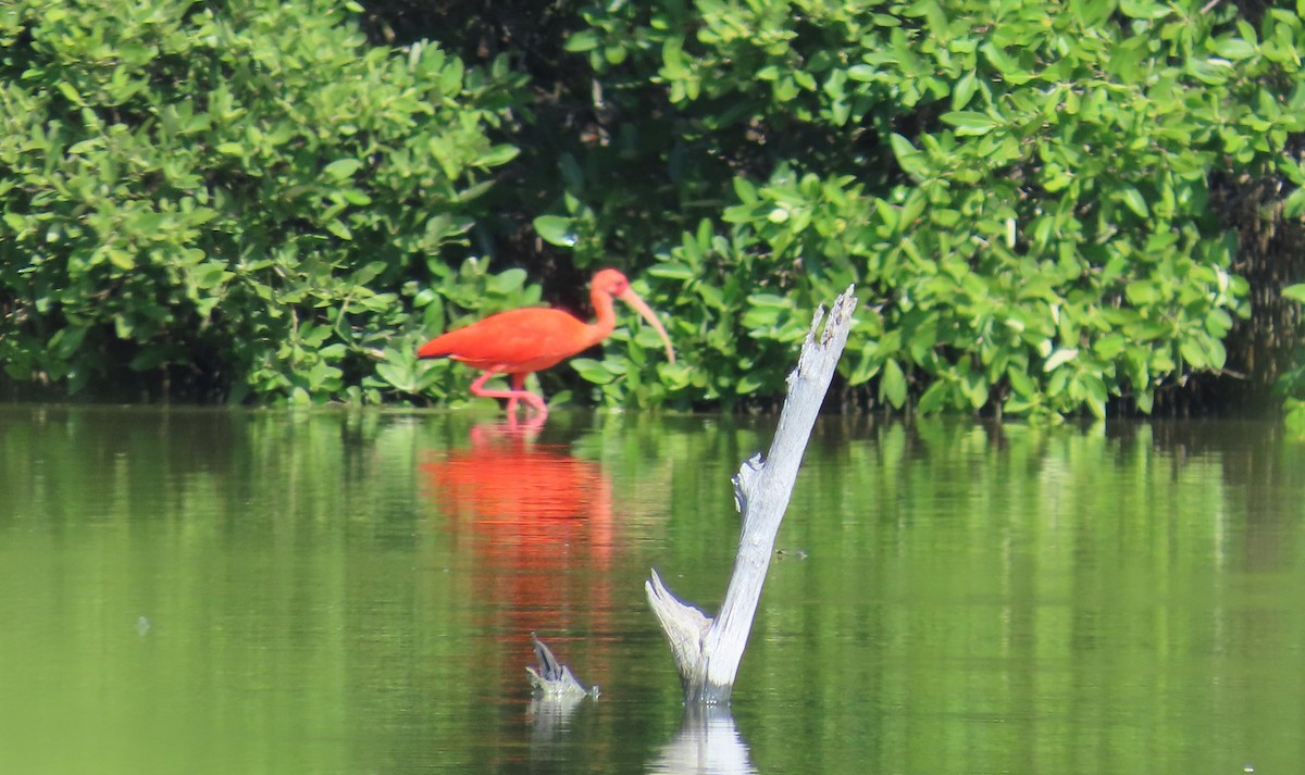 Scarlet Ibis - ML643436601