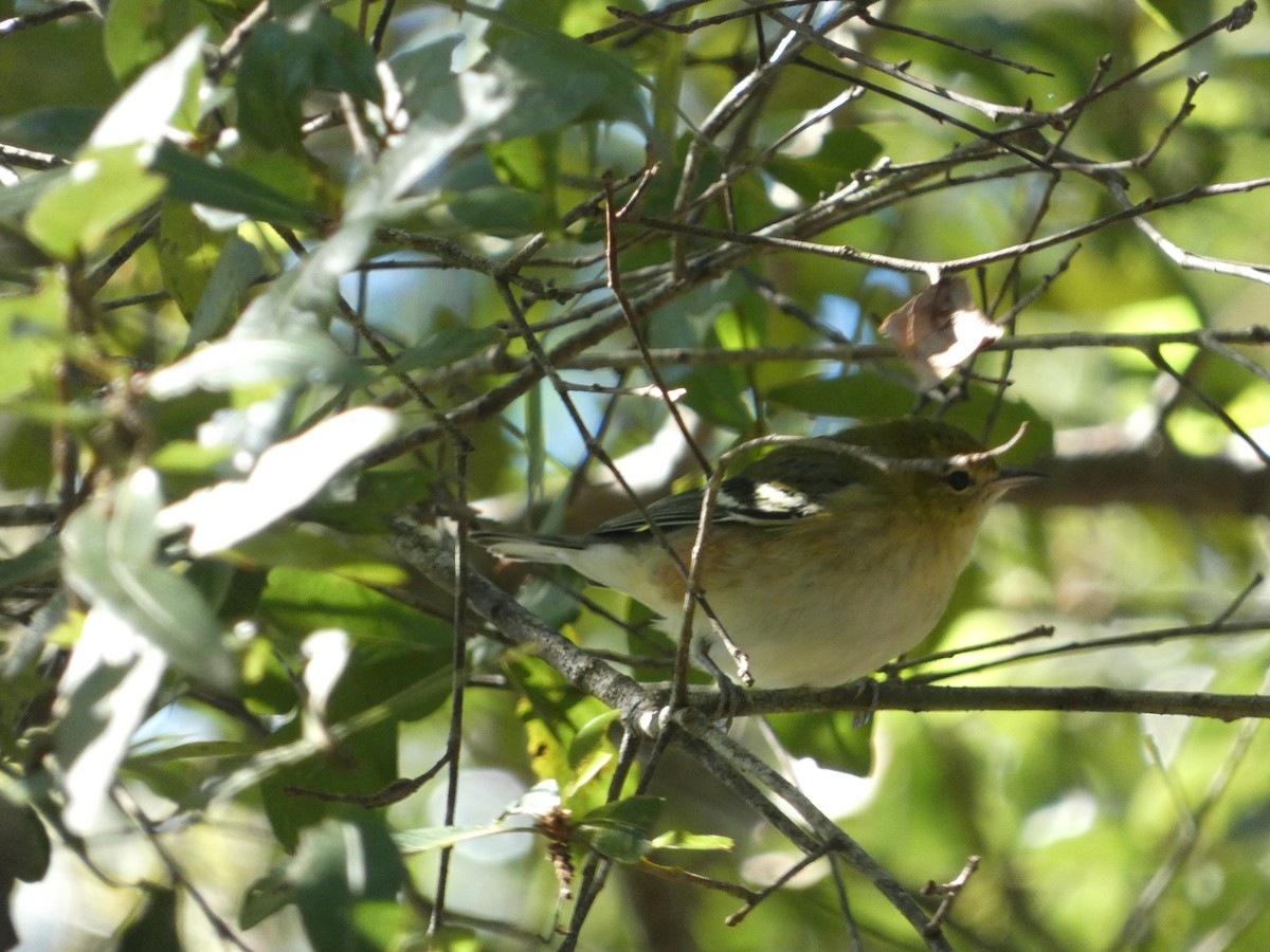 Bay-breasted Warbler - ML643436604