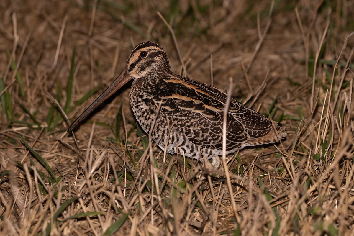 Giant Snipe - ML643436620