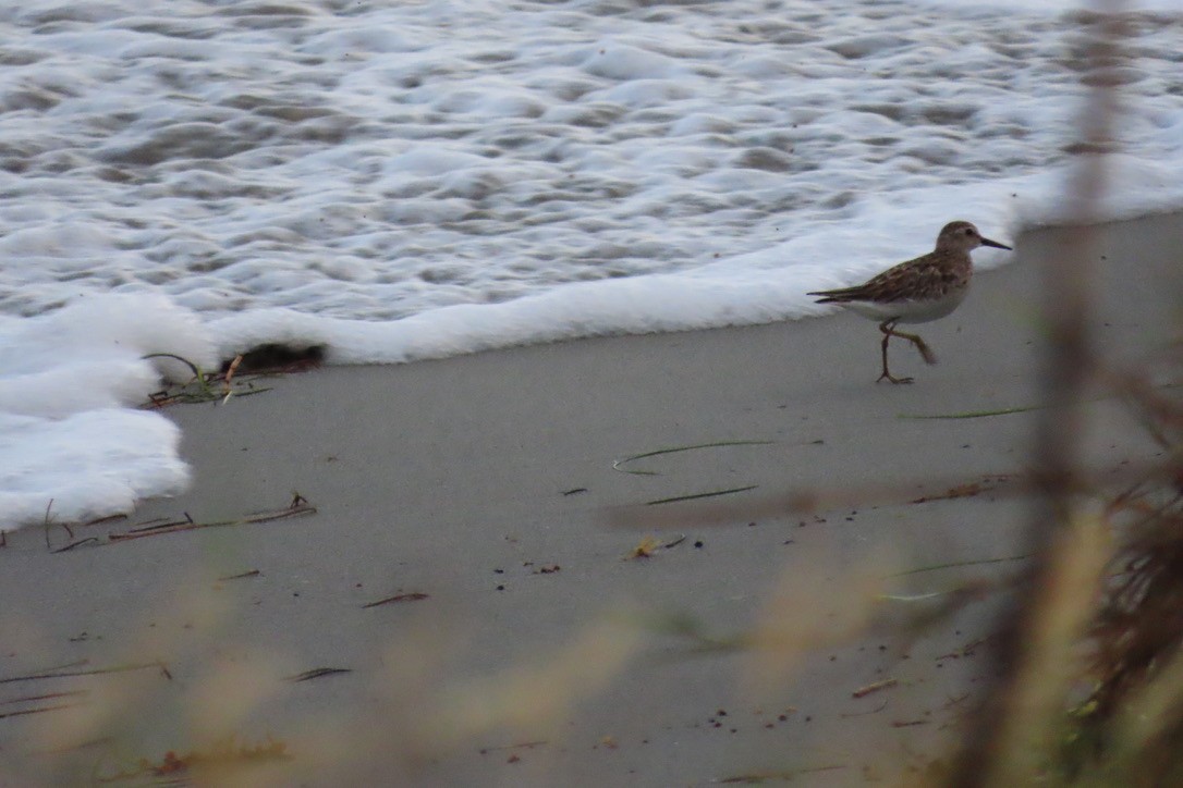 Least Sandpiper - ML643436625