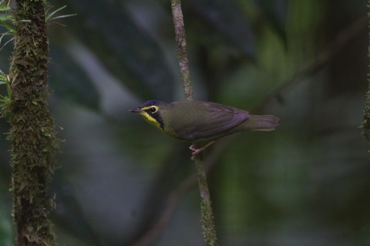 Kentucky Warbler - ML643436633