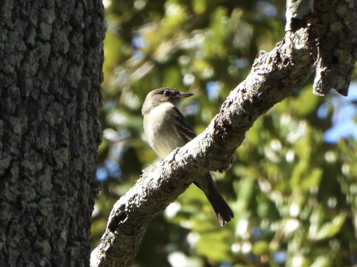 Western/Eastern Wood-Pewee - ML643436636
