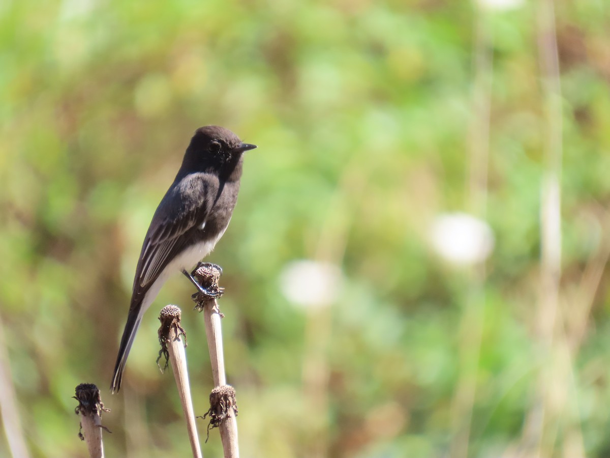 Black Phoebe - ML643436637