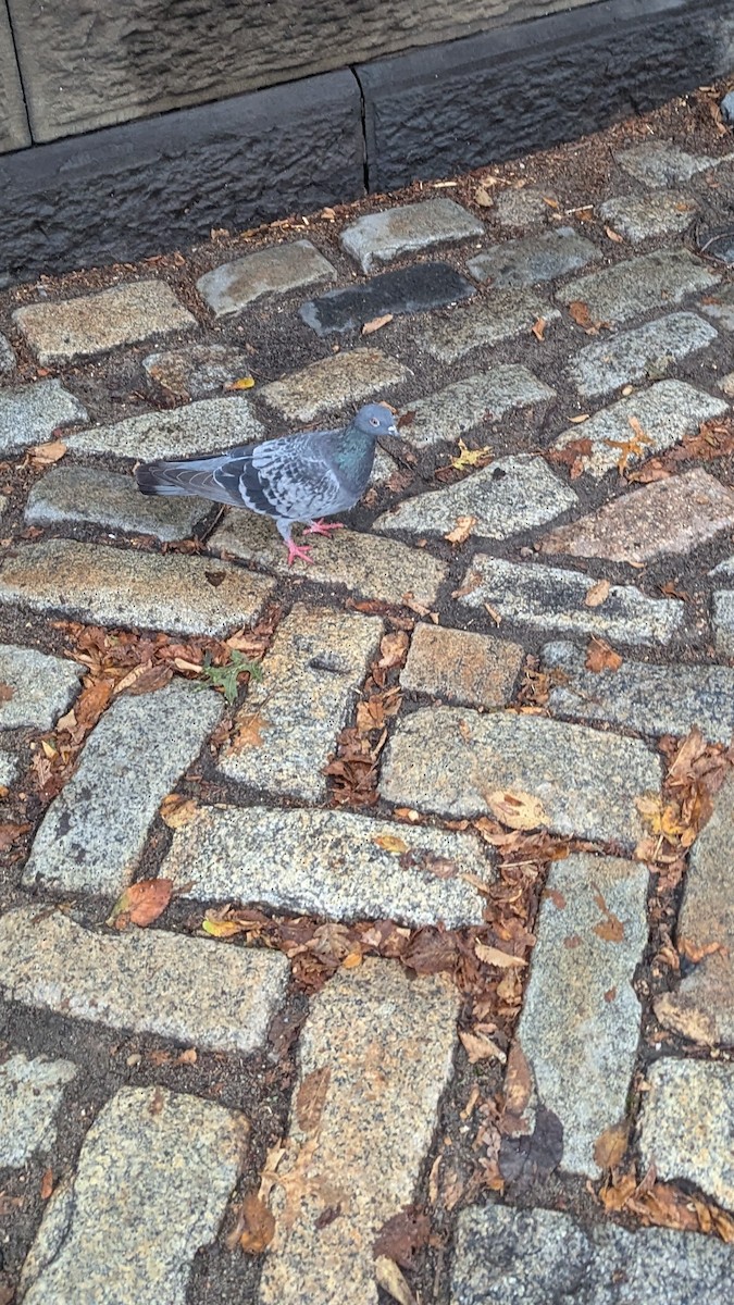 Rock Pigeon (Feral Pigeon) - ML643436640