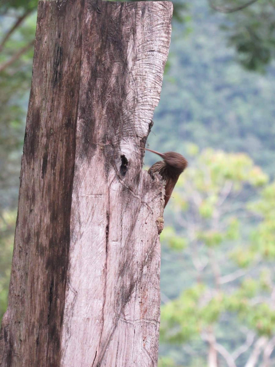 Streak-headed Woodcreeper - ML643436642