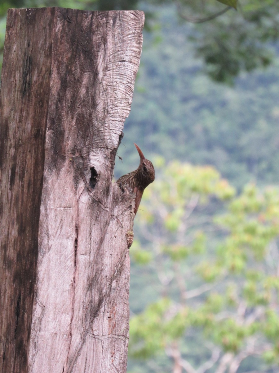 Streak-headed Woodcreeper - ML643436643