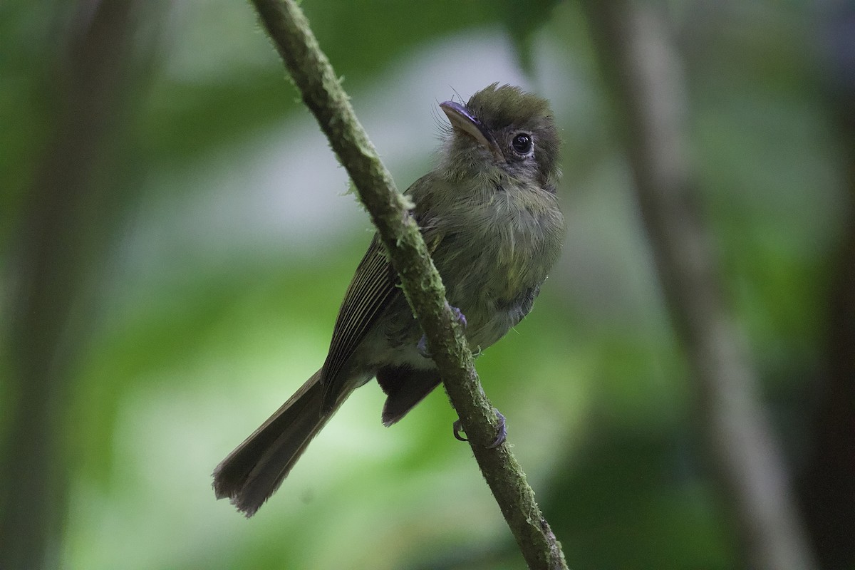 Eye-ringed Flatbill - ML643436646