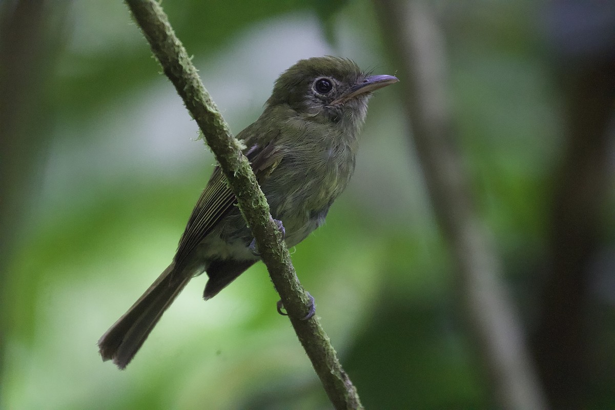 Eye-ringed Flatbill - ML643436647