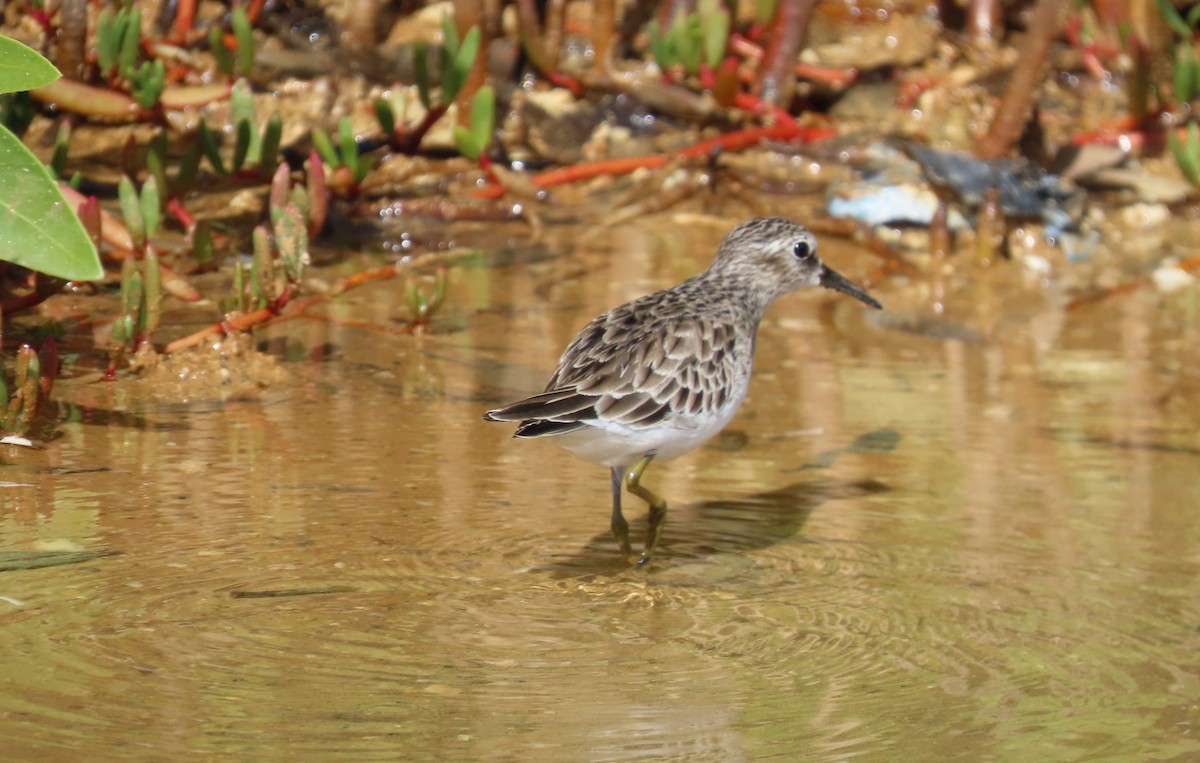 Least Sandpiper - ML643436655
