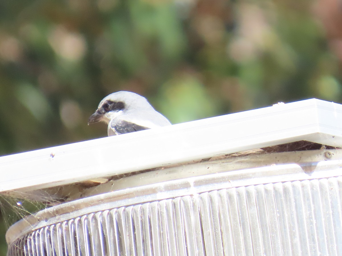 Loggerhead Shrike - ML643436660