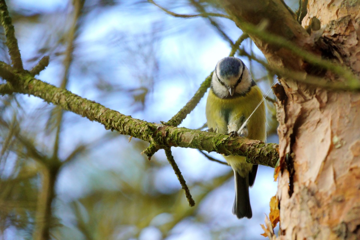 Eurasian Blue Tit - ML643436661
