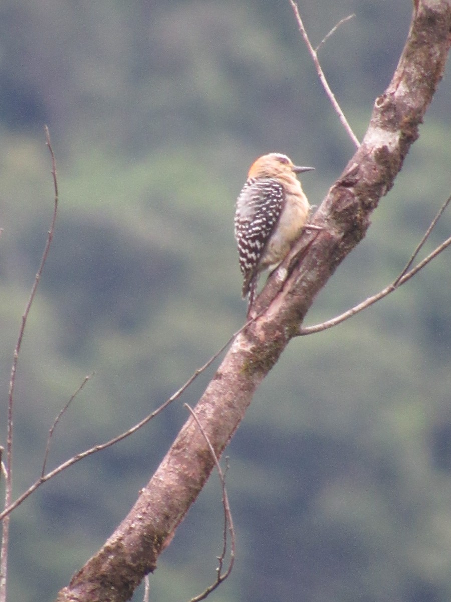 Red-crowned Woodpecker - ML643436662