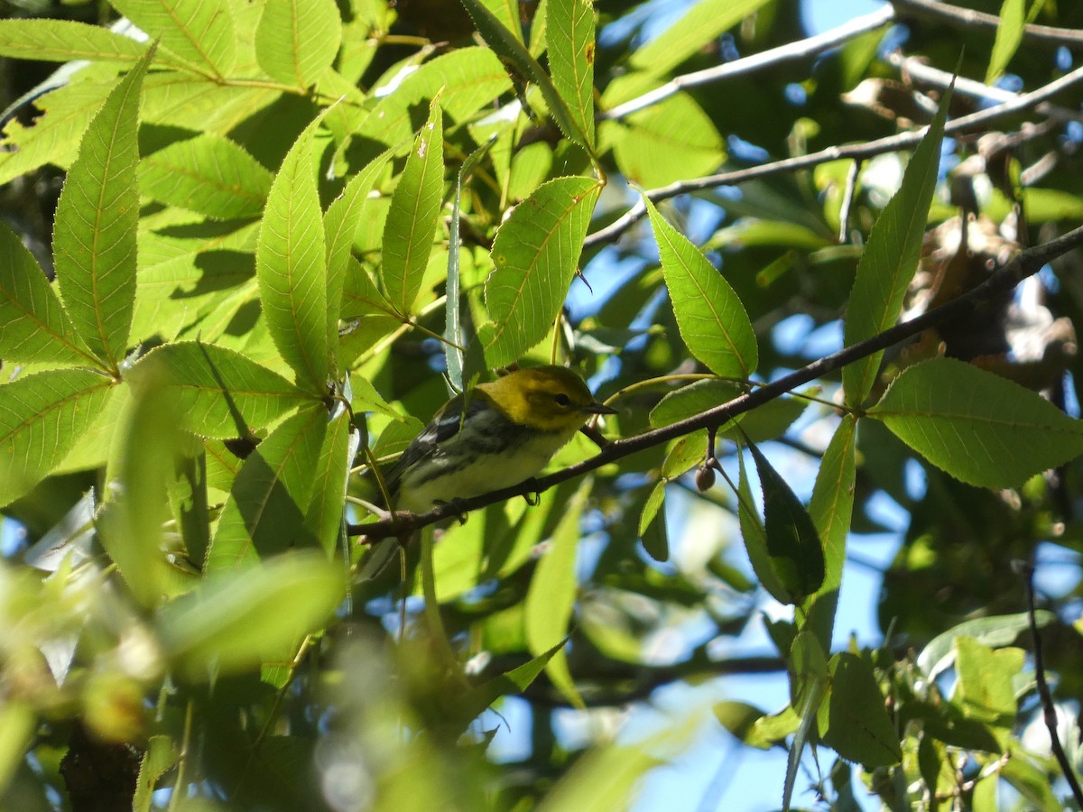 Black-throated Green Warbler - ML643436663