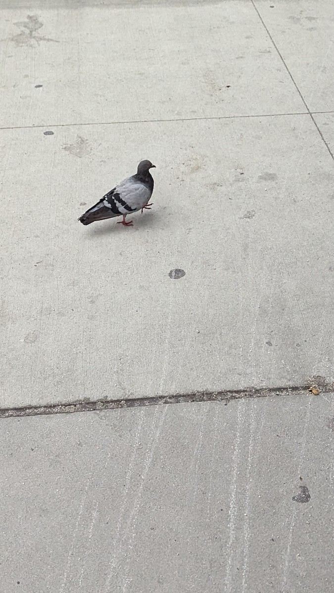 Rock Pigeon (Feral Pigeon) - ML643436667