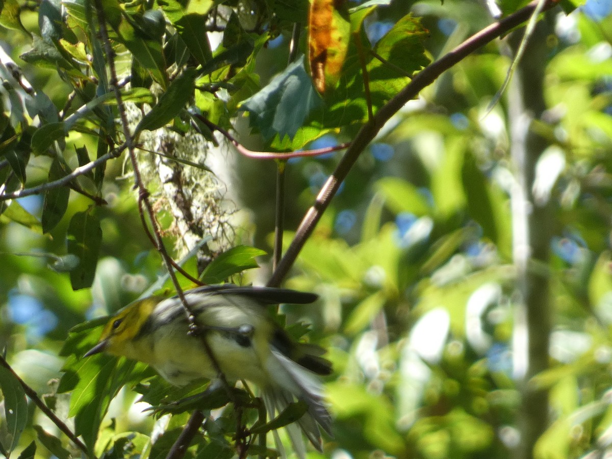 Black-throated Green Warbler - ML643436669