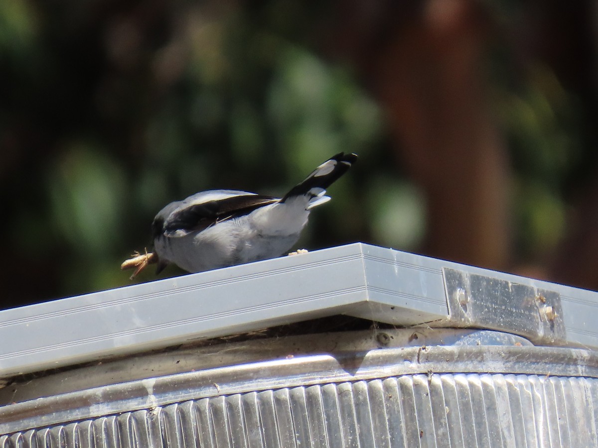 Loggerhead Shrike - ML643436674