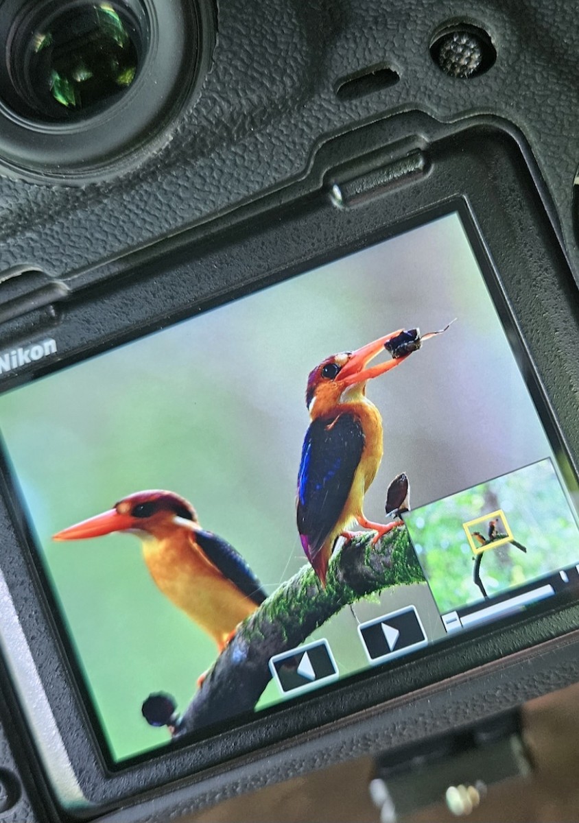 Black-backed Dwarf-Kingfisher - ML643436675