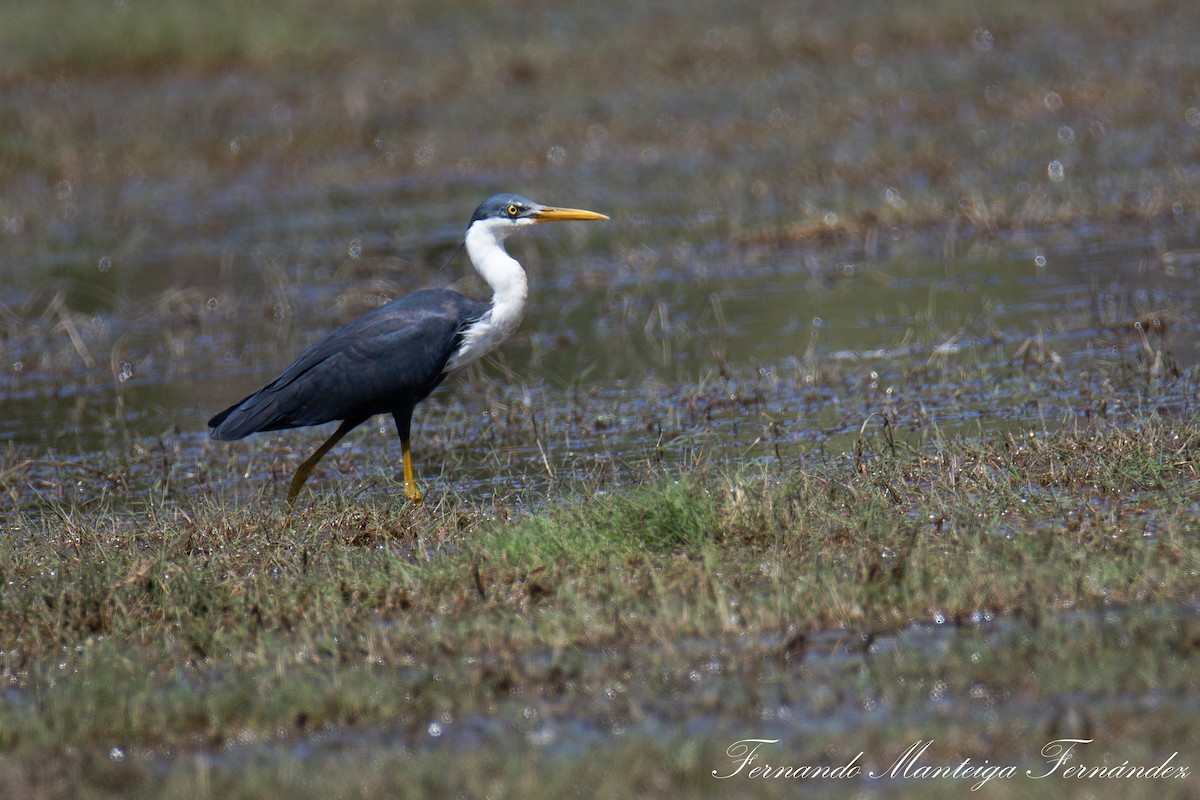 Pied Heron - ML643436703