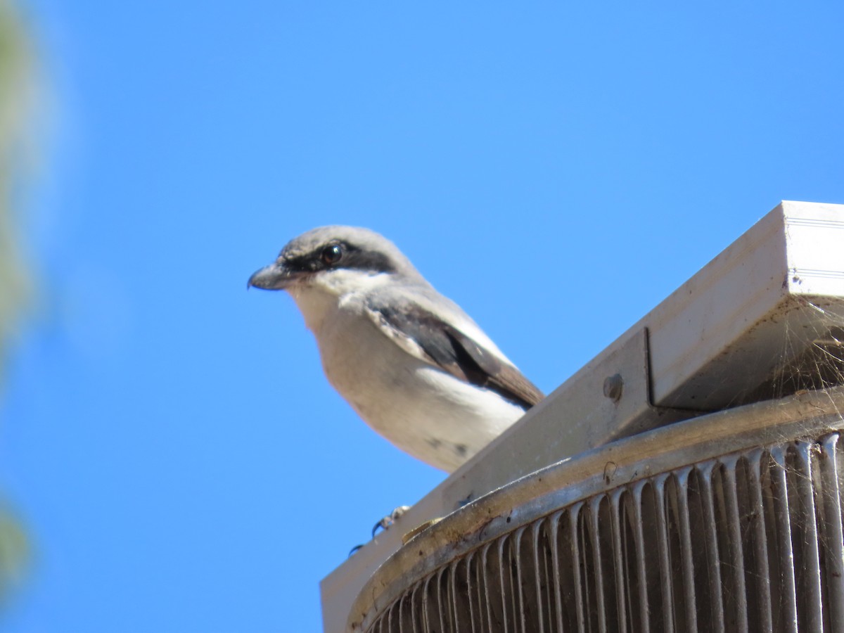 Loggerhead Shrike - ML643436712