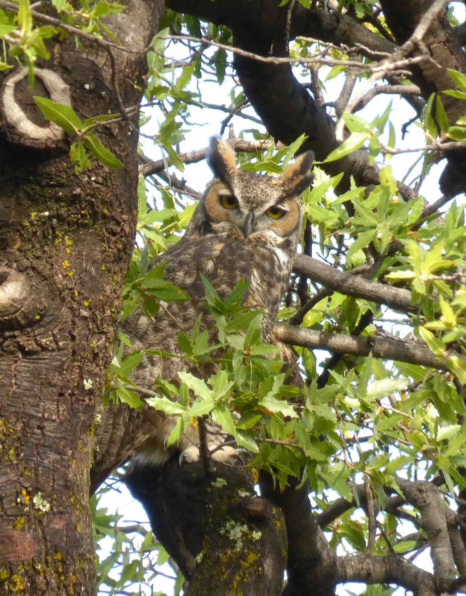 Great Horned Owl - ML643436736
