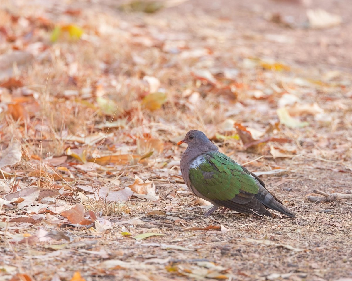 Pacific Emerald Dove - ML643436768