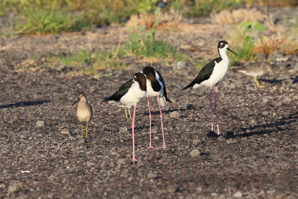 Long-billed Dowitcher - ML643436769