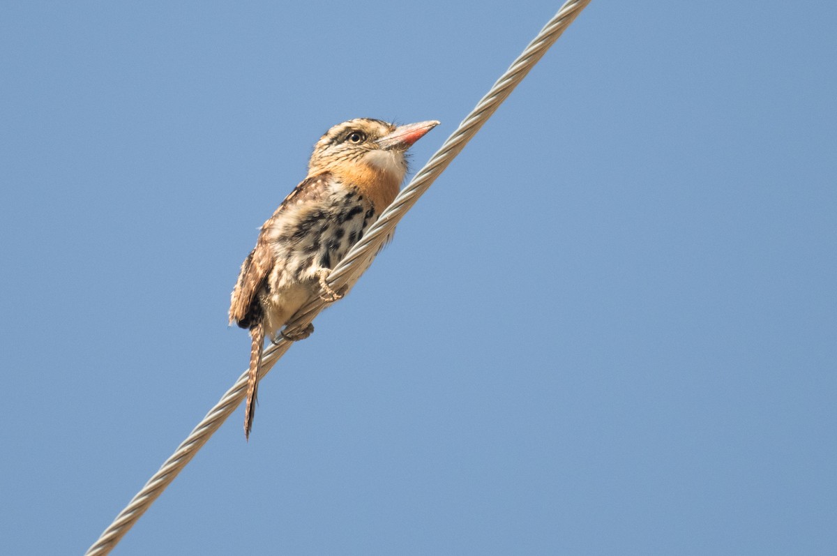 flekkdovenfugl (striatipectus) - ML643436770