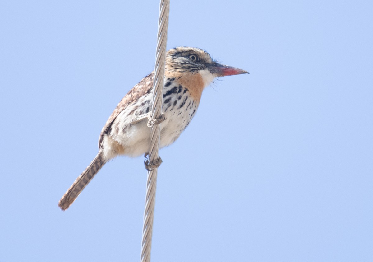 flekkdovenfugl (striatipectus) - ML643436771