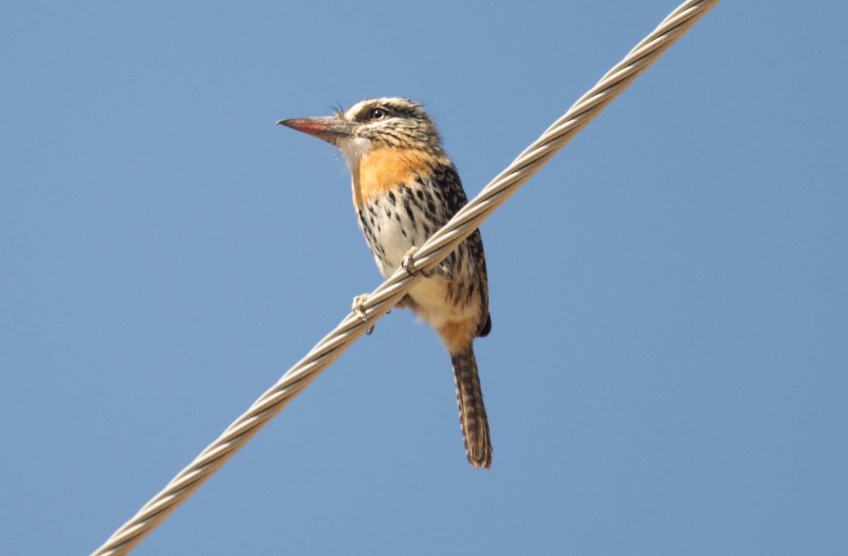 flekkdovenfugl (striatipectus) - ML643436772