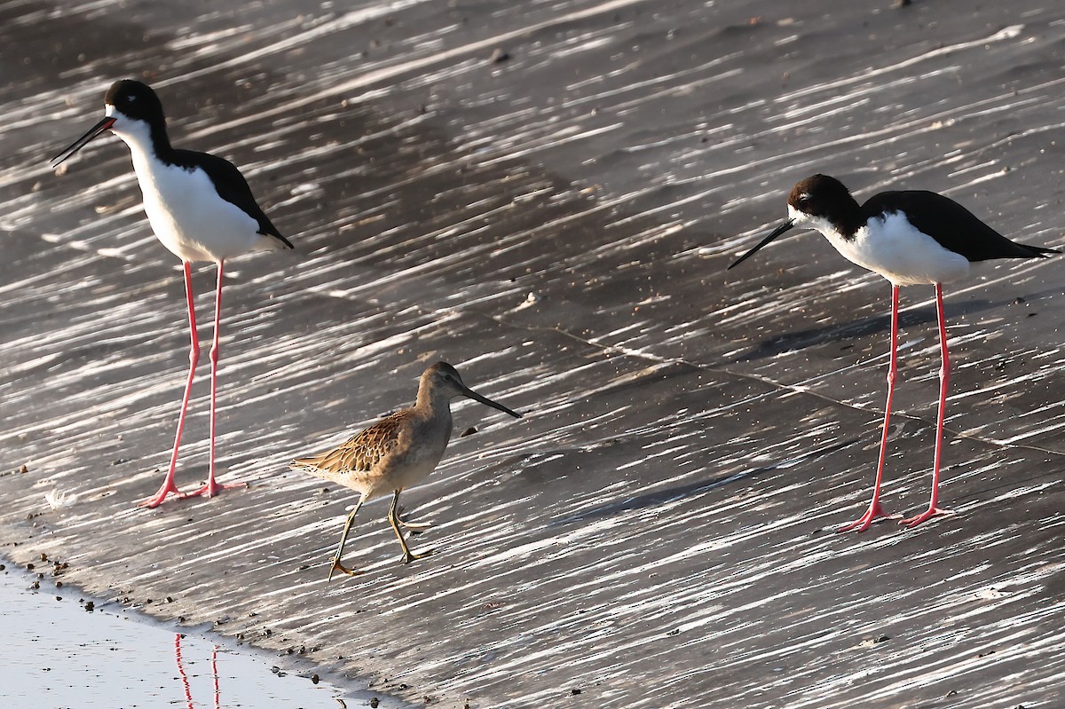 Long-billed Dowitcher - ML643436779