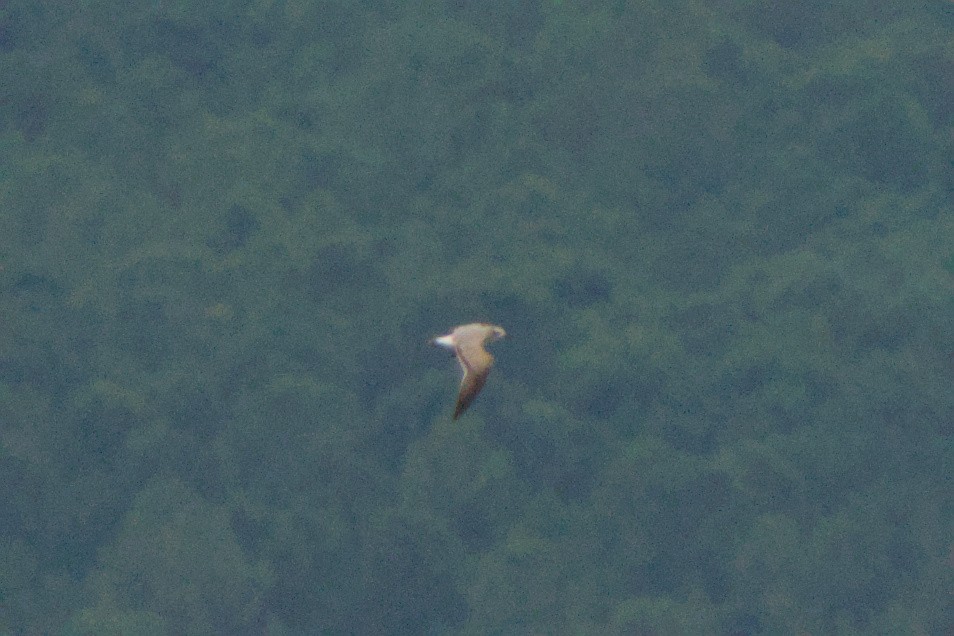 ワライカモメ - ML643436794