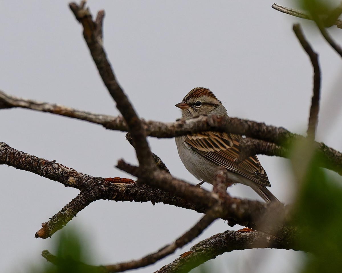 Chipping Sparrow - ML643436823