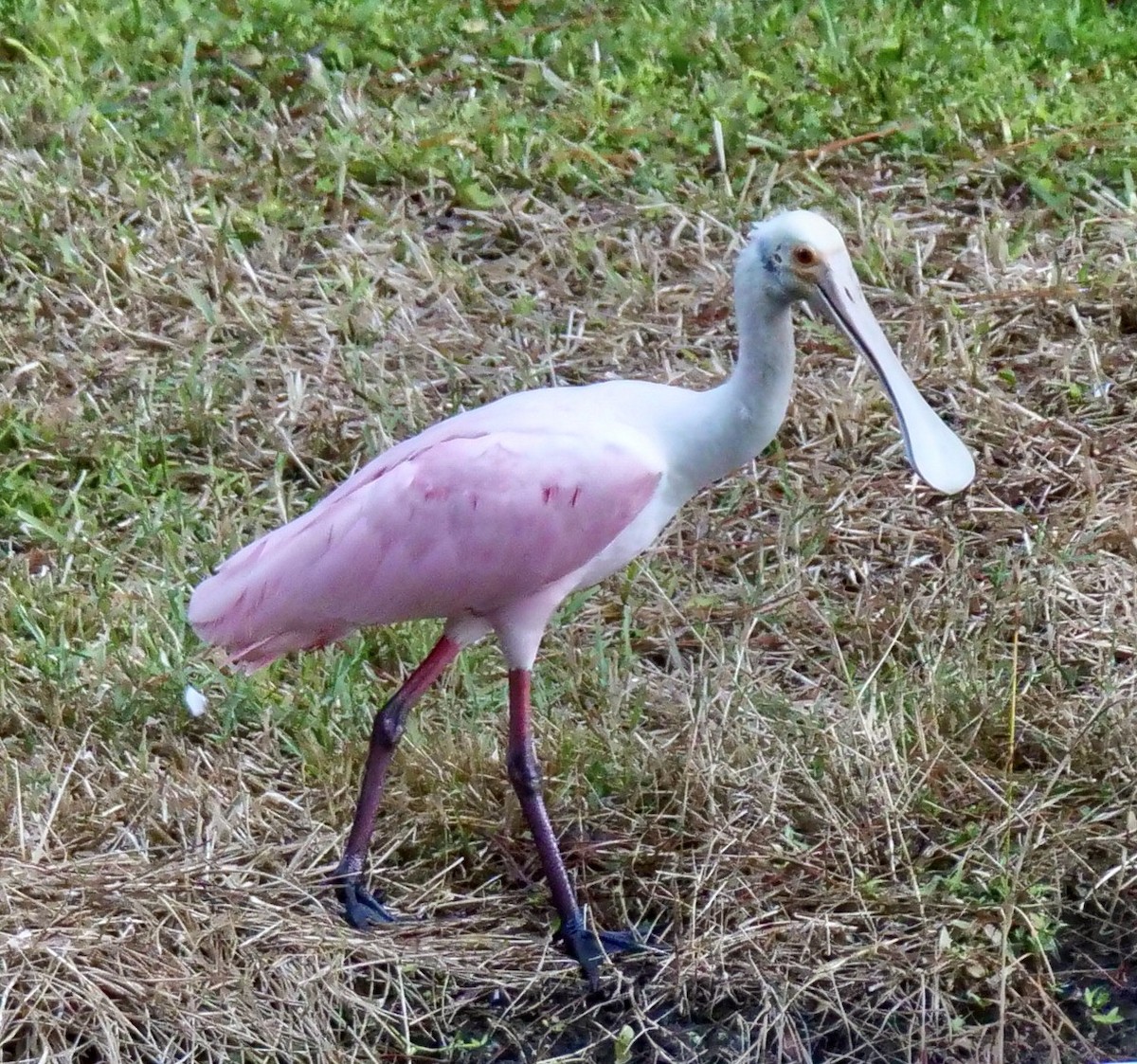 Roseate Spoonbill - ML643436830