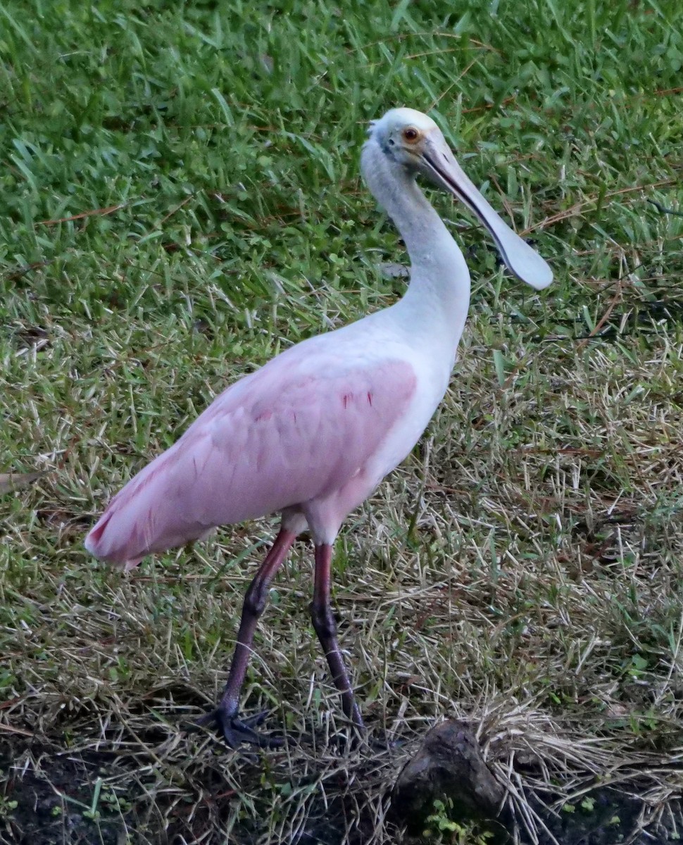Roseate Spoonbill - ML643436831