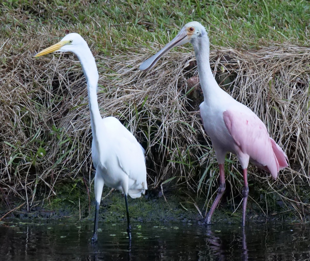 Roseate Spoonbill - ML643436832