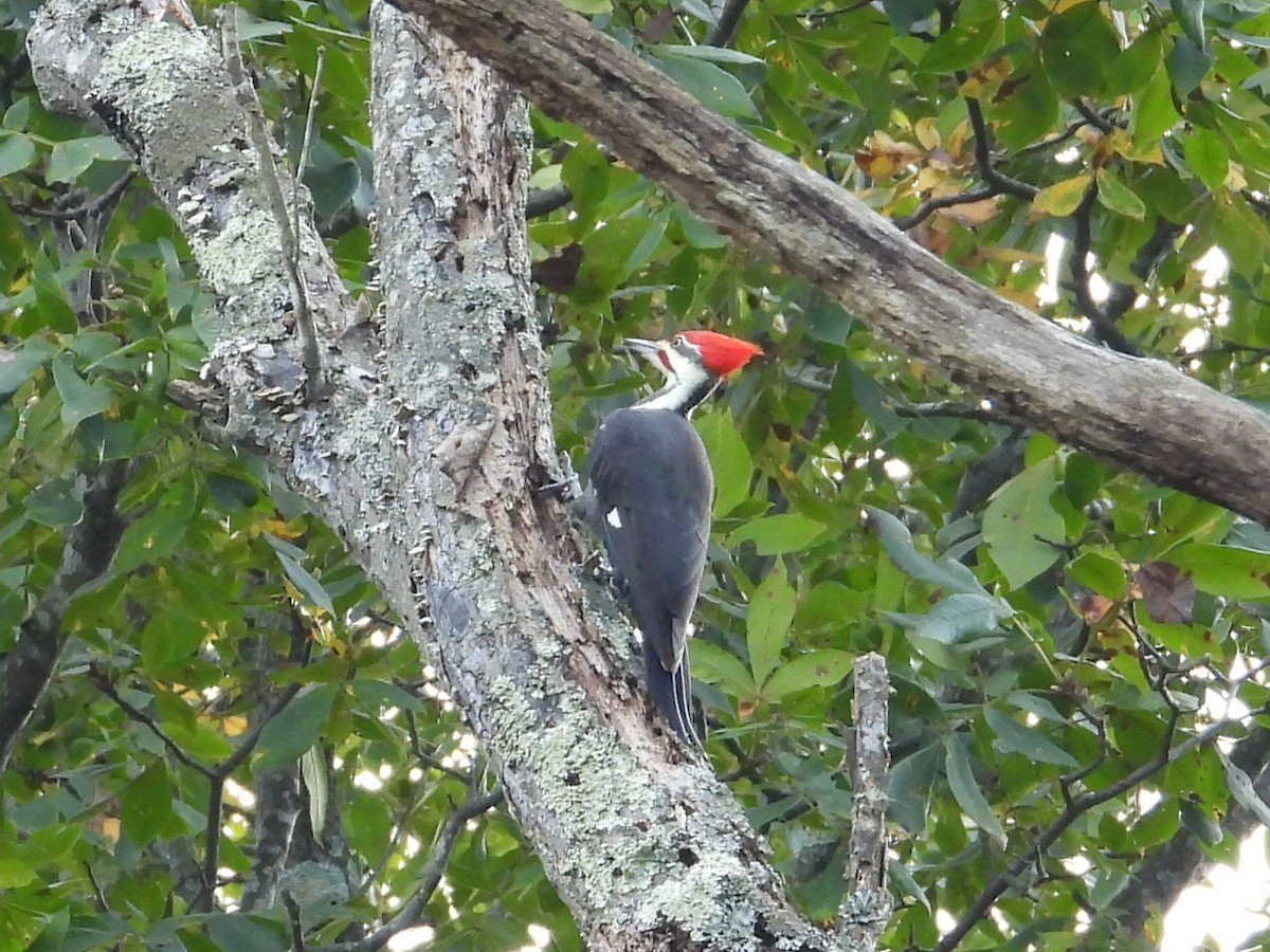 Pileated Woodpecker - ML643436839