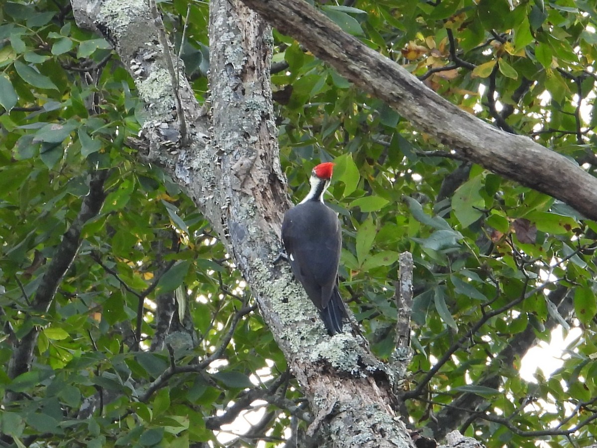 Pileated Woodpecker - ML643436840