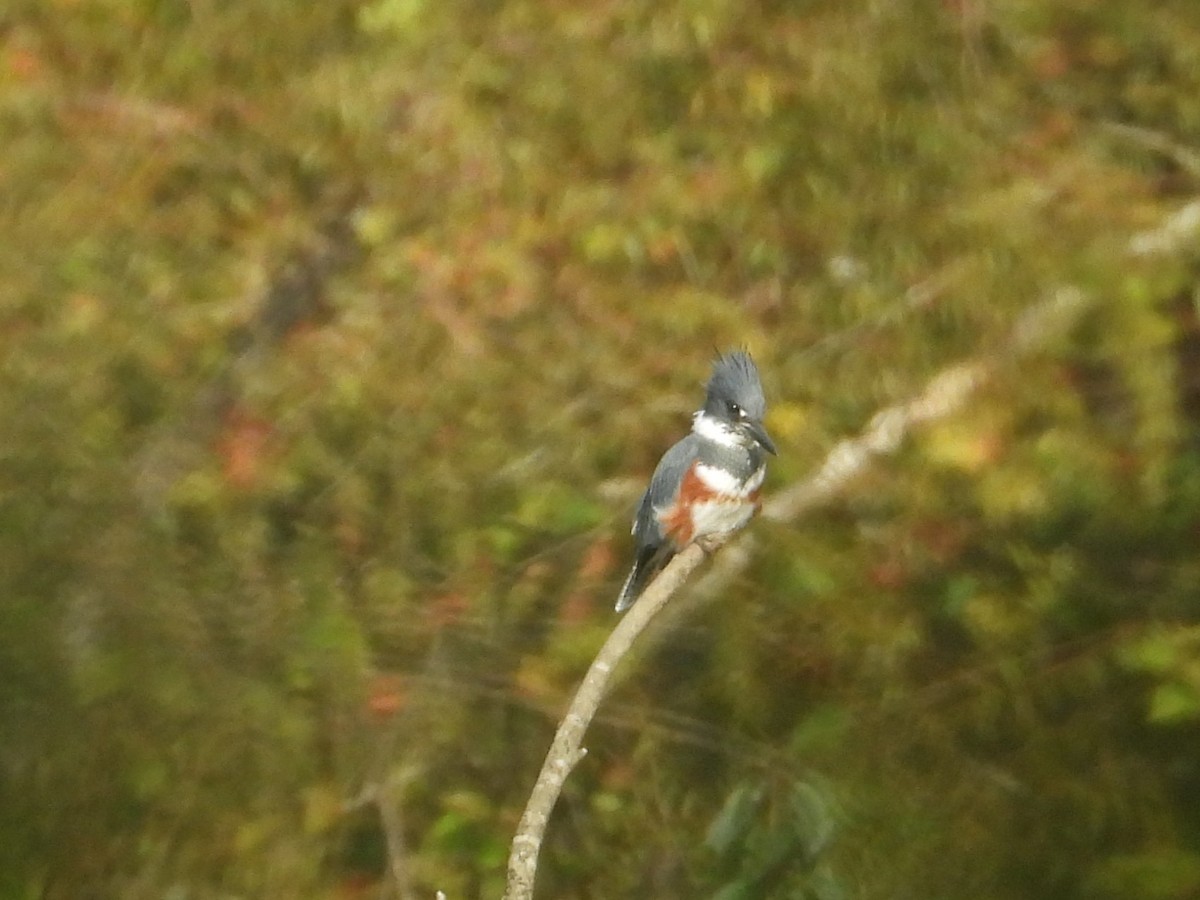 Belted Kingfisher - ML643436844
