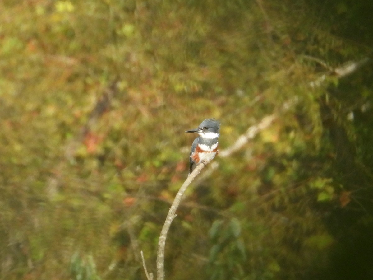 Belted Kingfisher - ML643436845