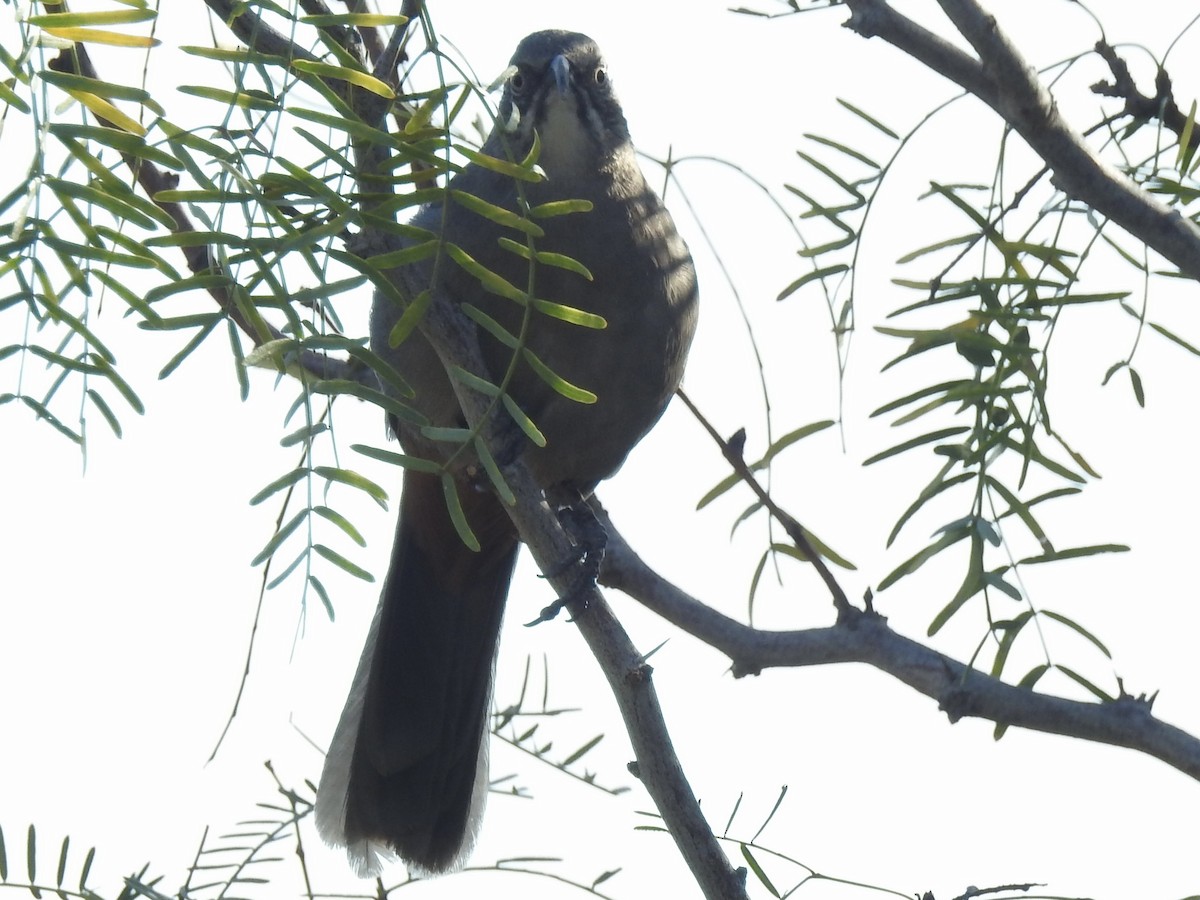 Crissal Thrasher - ML643436848
