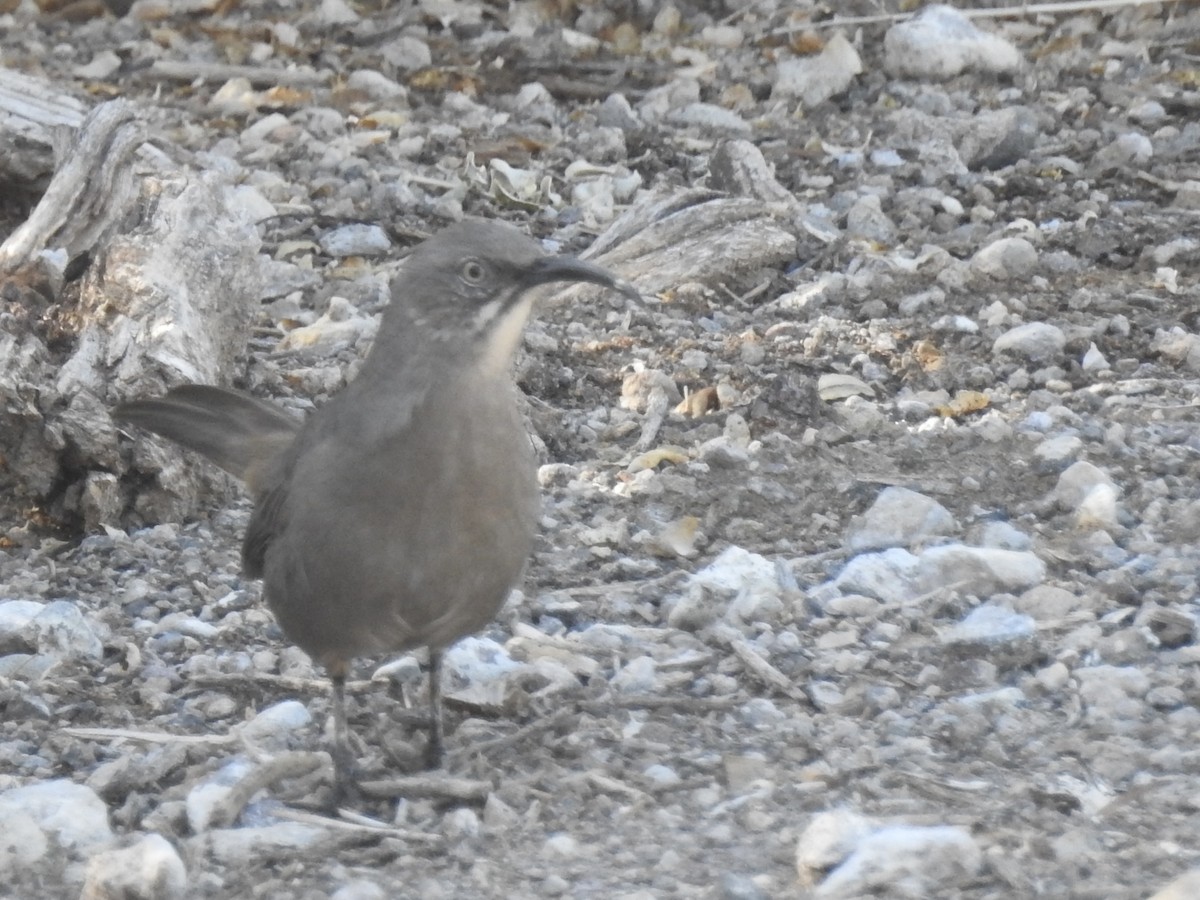 Crissal Thrasher - ML643436849