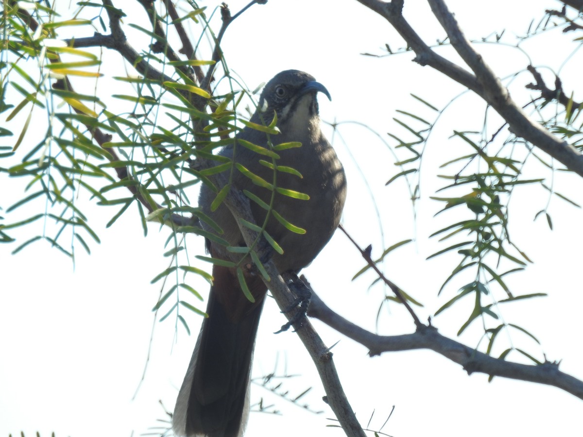 Crissal Thrasher - ML643436850