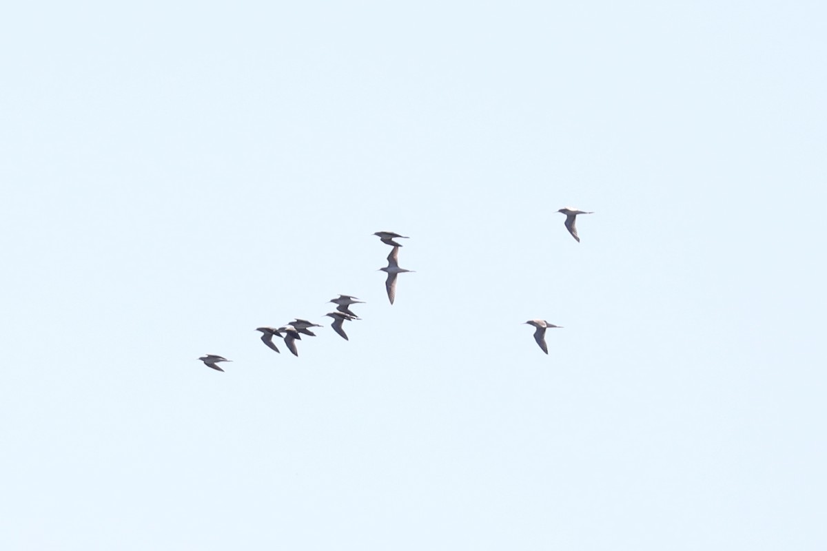 Lesser Yellowlegs - ML643436869