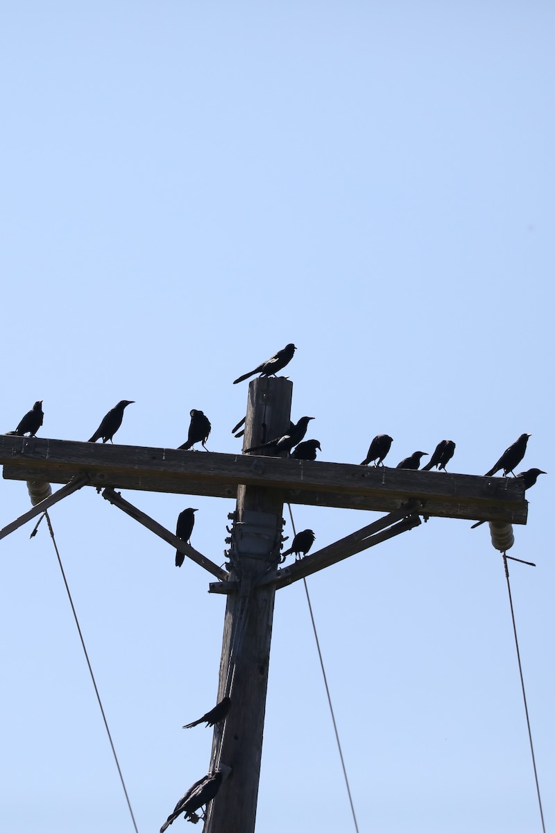 Great-tailed Grackle - ML643436878